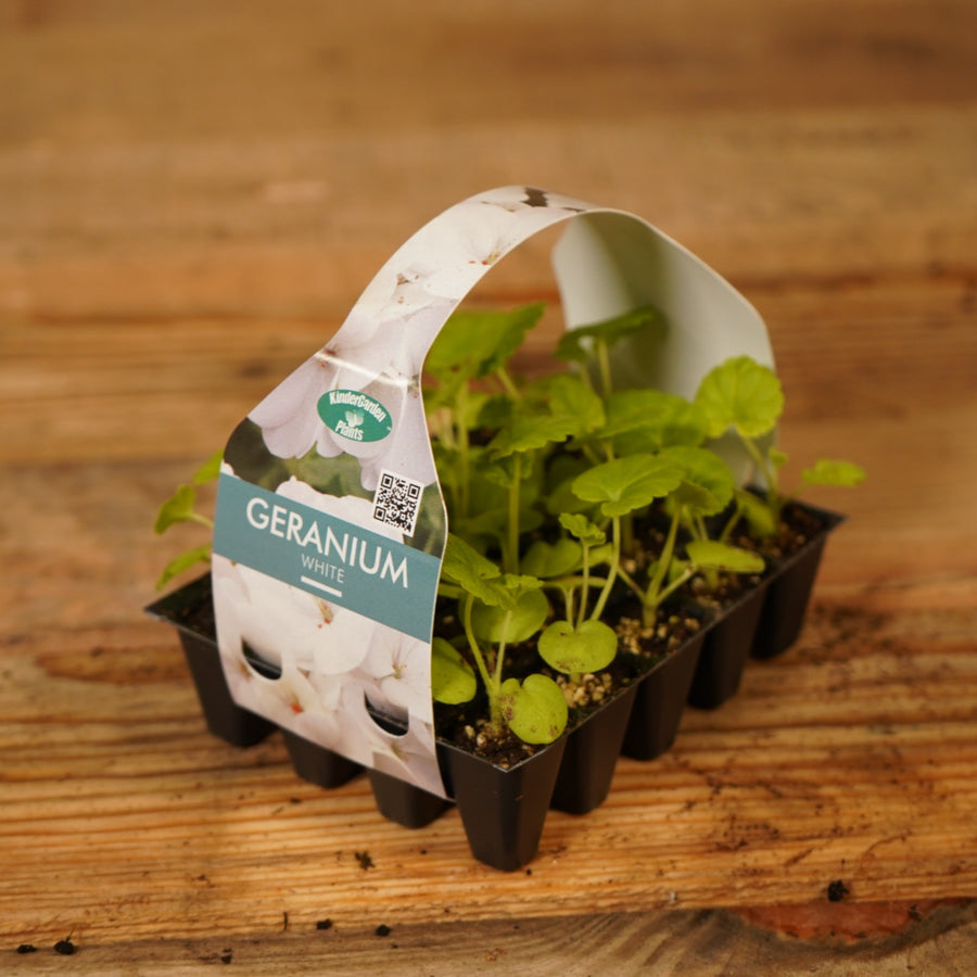 Plug Plants - Geranium White  2