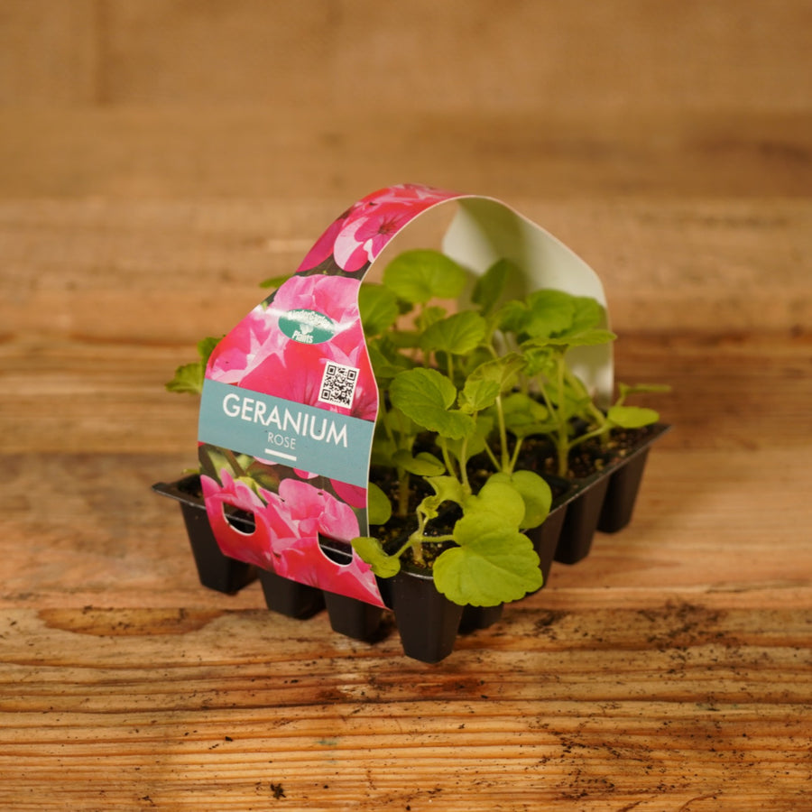 Plug Plants - Geranium Rose Pink  2