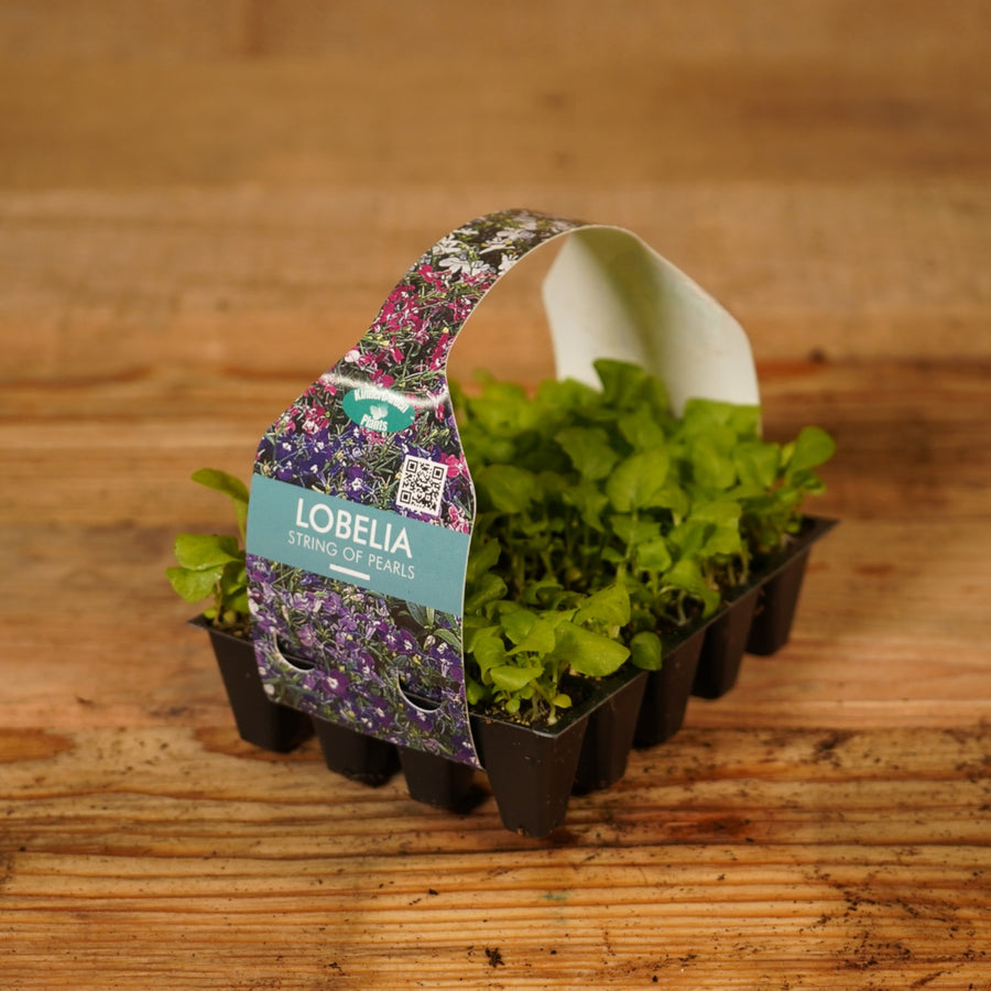 Plug Plants - Lobelia String of Pearls Mix  2