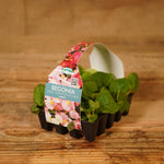 Plug Plants - Begonia Heavens Delight Mix  2