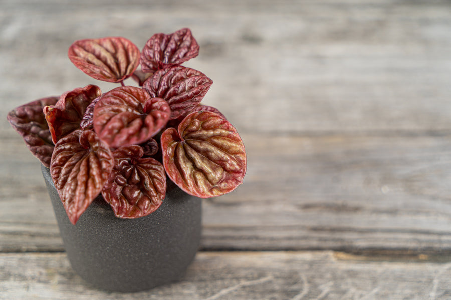 Peperomia caperata Quito in 6cm Pot Peperomia caperata Quito in 6cm Pot image2 3