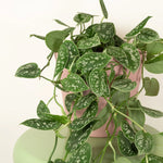 Scindapsus 'Argyraeus' Satin Pothos Artificial Plant  2