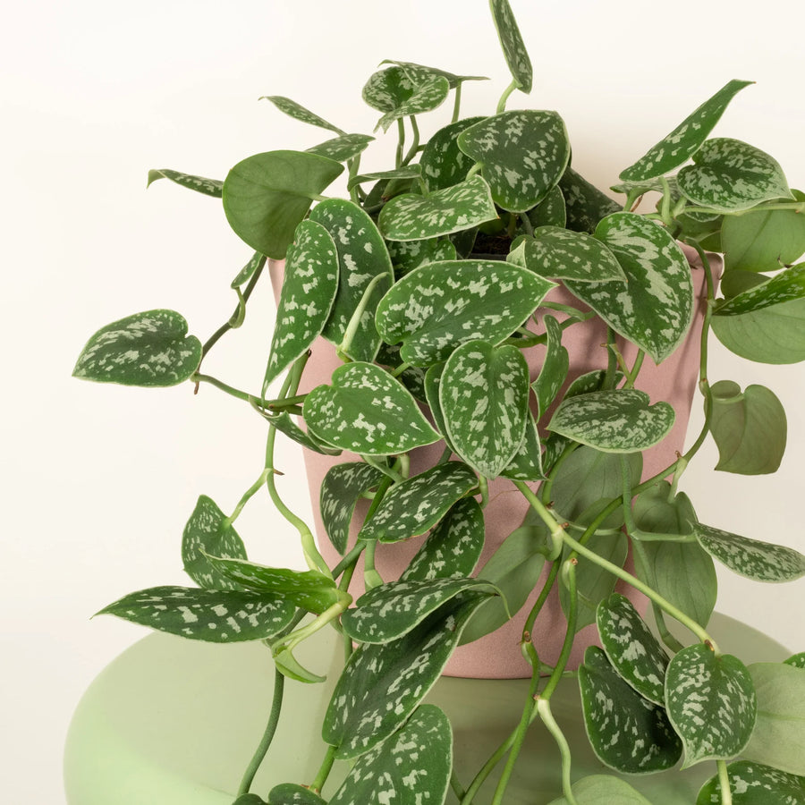 Scindapsus 'Argyraeus' Satin Pothos Artificial Plant  2