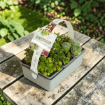 Sempervivum Plant 6 Pack  1