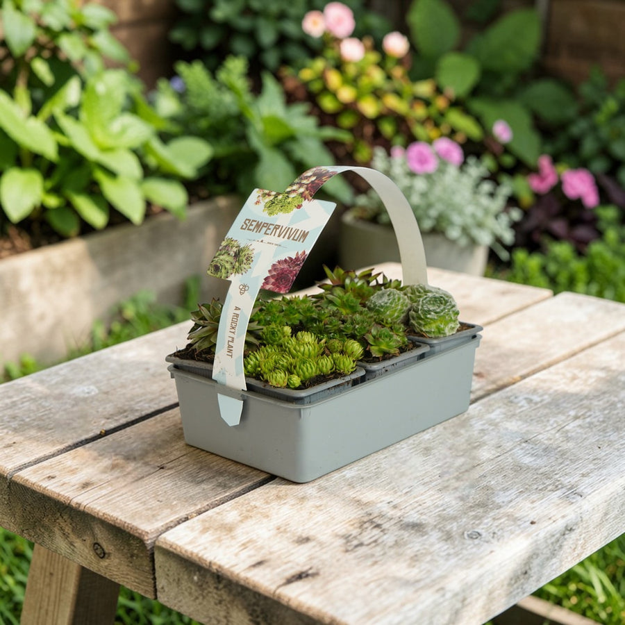 Sempervivum Plant 6 Pack  4