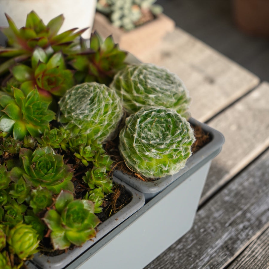 Sempervivum Plant 6 Pack  3