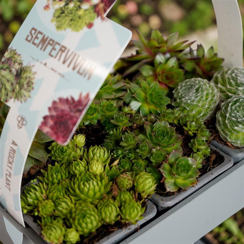 Sempervivum Plant 6 Pack  2