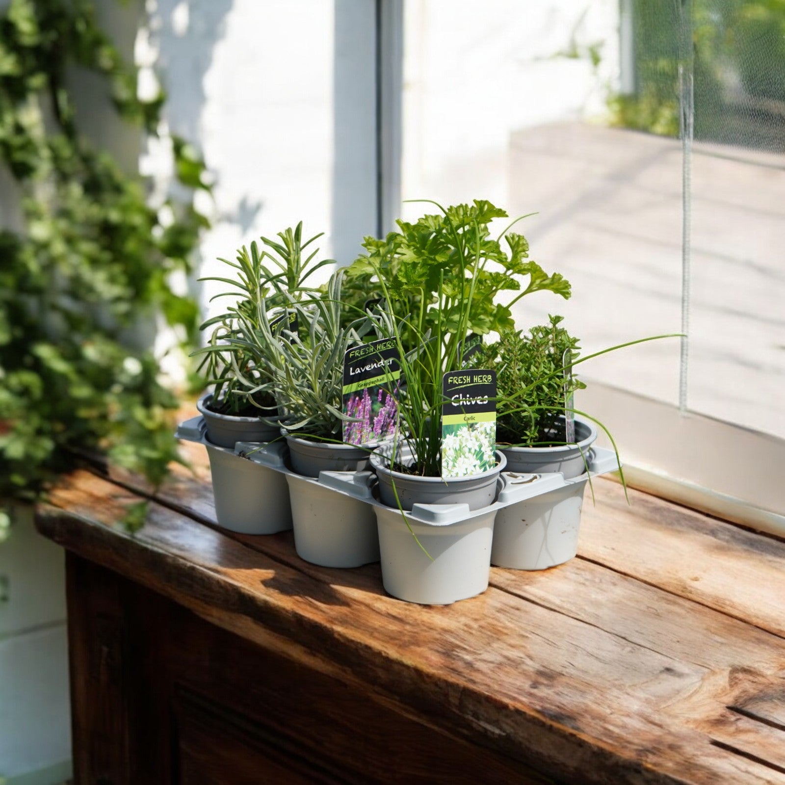 Herb Plant Mix Culinary Use