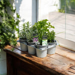Herb Plant Mix For Culinary Use  1
