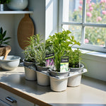 Herb Plant Mix For Culinary Use  3