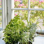 Herb Plant Mix For Culinary Use  4