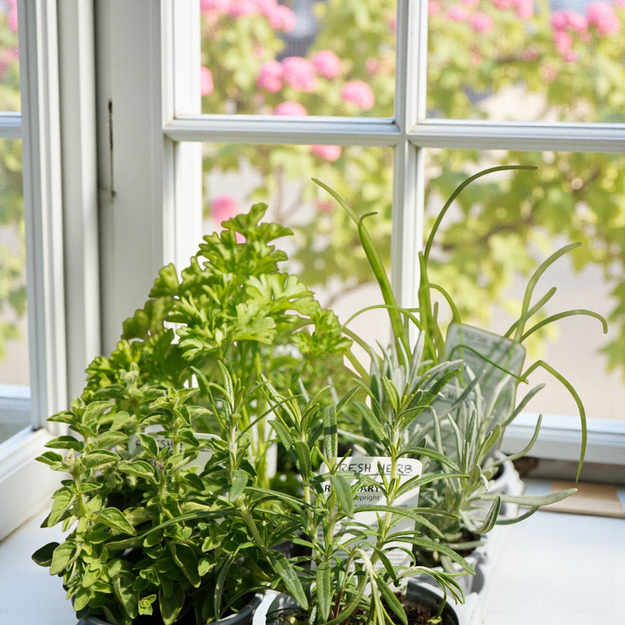 Herb Plant Mix For Culinary Use  4