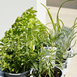 Herb Plant Mix For Culinary Use  2