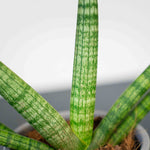 Sansevieria cylindrica 'Skyline' DSC04181-scaled 6