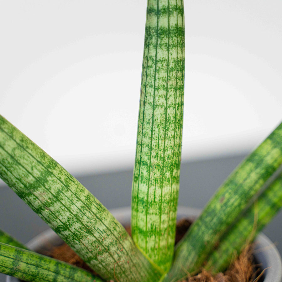 Sansevieria cylindrica 'Skyline' DSC04181-scaled 6