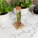 Hydroponic Clusia in a Glass Tube with LED Light & Gift Box  1