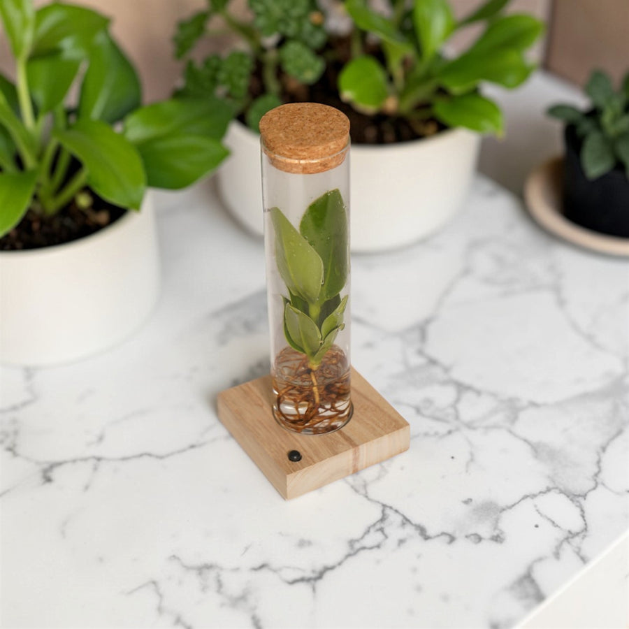 Hydroponic Clusia in a Glass Tube with LED Light & Gift Box  1