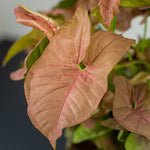 Syngonium Neon Robusta in 6cm Pot DSC06274-1024x1024 4