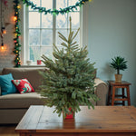 Blue Spruce Pot Grown Christmas Tree  1