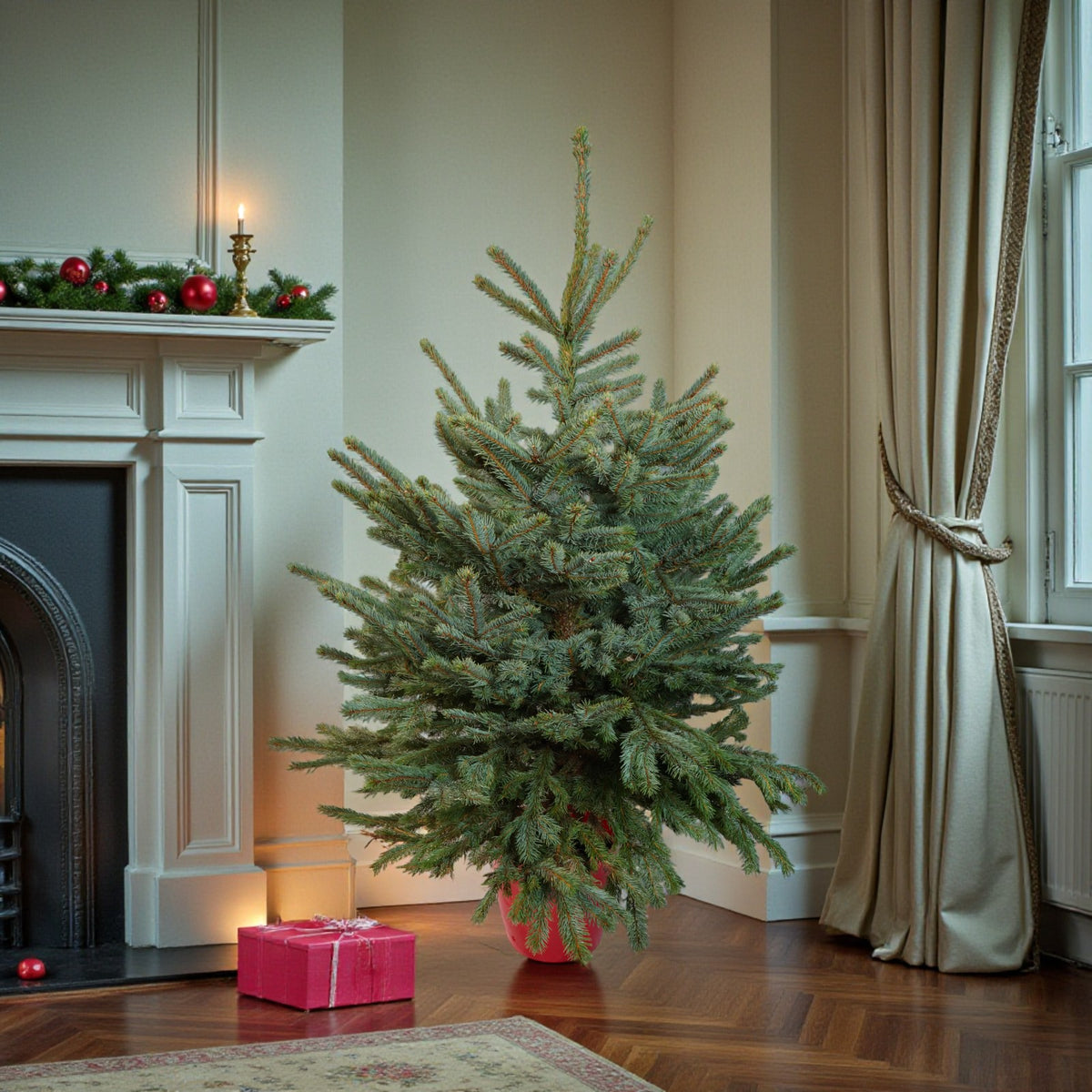 Blue Spruce Pot Grown Christmas Tree  3