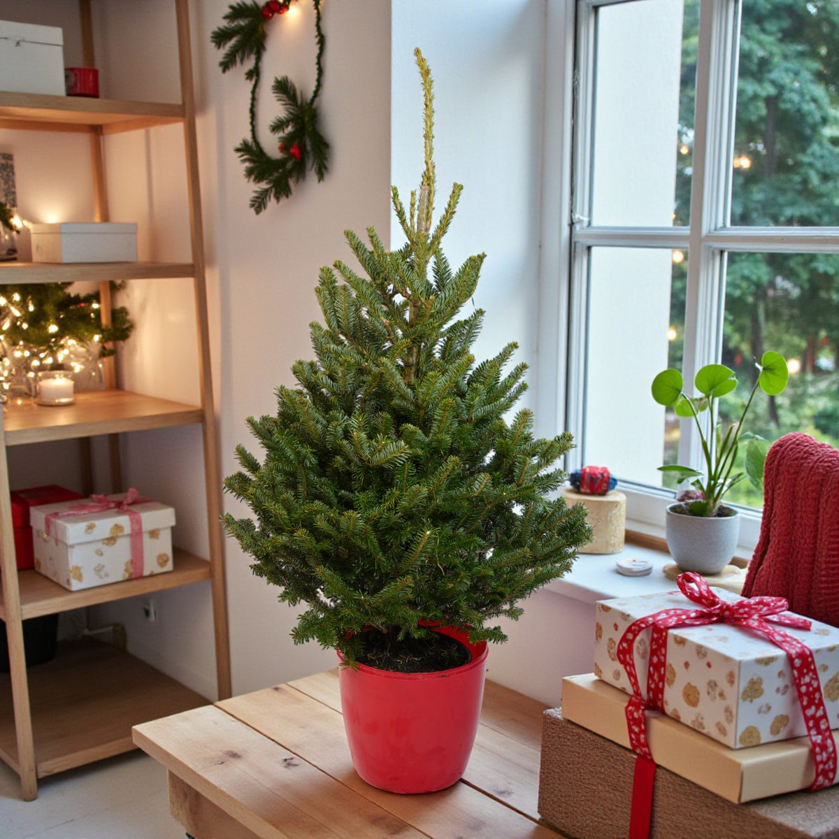 Fraser Fir Pot Grown Christmas Tree  1