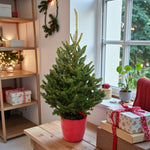 Fraser Fir Pot Grown Christmas Tree  1