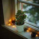 Holly Ilex Lucifer Plant Gift  4