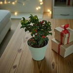 Holly Ilex Lucifer Plant Gift  1