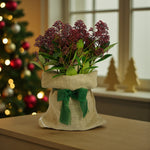 Skimmia Rubella Plant Gift Wrapped  1