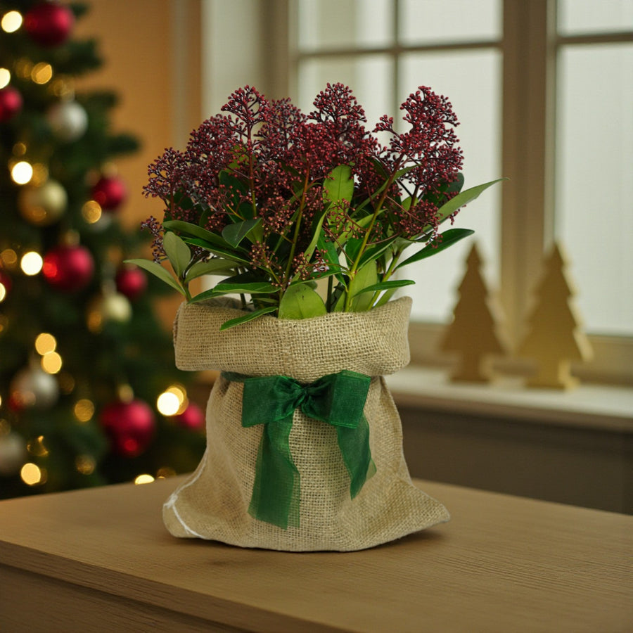 Skimmia Rubella Plant Gift Wrapped  1