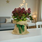 Skimmia Rubella Plant Gift Wrapped  4