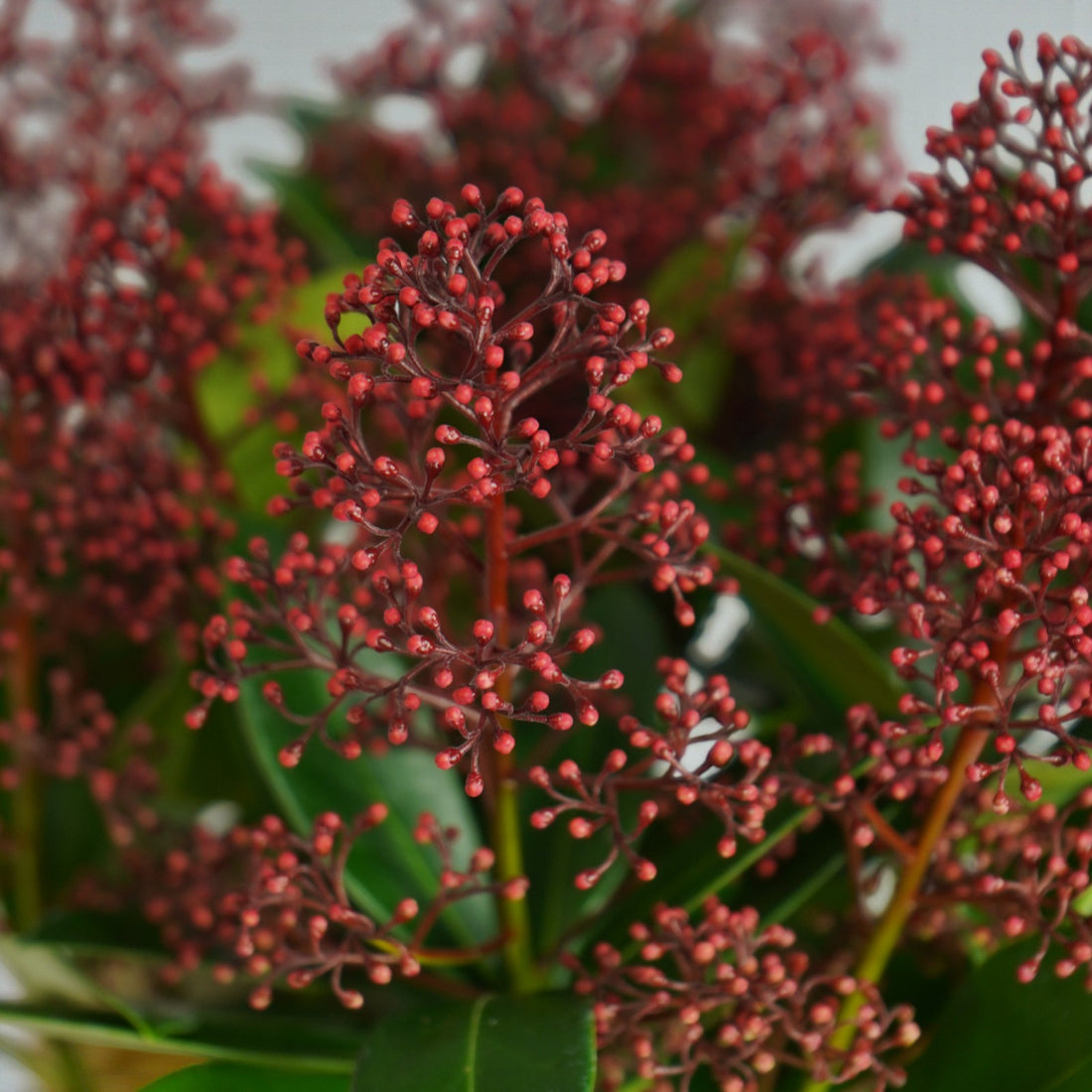 Skimmia Japonica 'Rubella' Plant Gift Wrapped