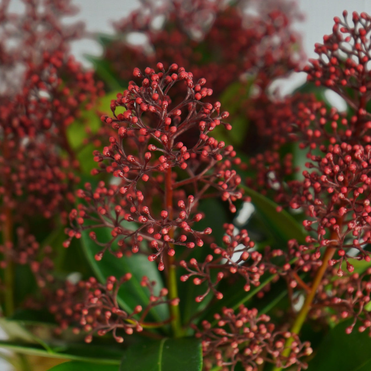 Skimmia Rubella Plant Gift Wrapped  2
