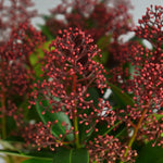 Skimmia Rubella Plant Gift Wrapped  2