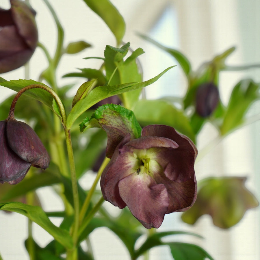 Helleborus Hello Red Plant Gift Wrapped  2