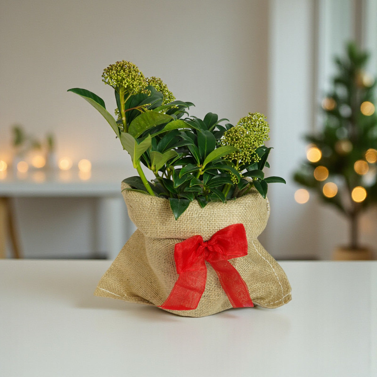 Skimmia Fragrant Cloud Plant Gift Wrapped  1