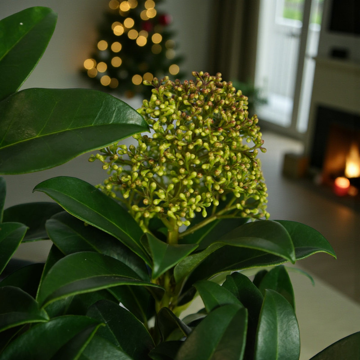 Skimmia Fragrant Cloud Plant Gift Wrapped  2