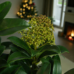 Skimmia Fragrant Cloud Plant Gift Wrapped  2