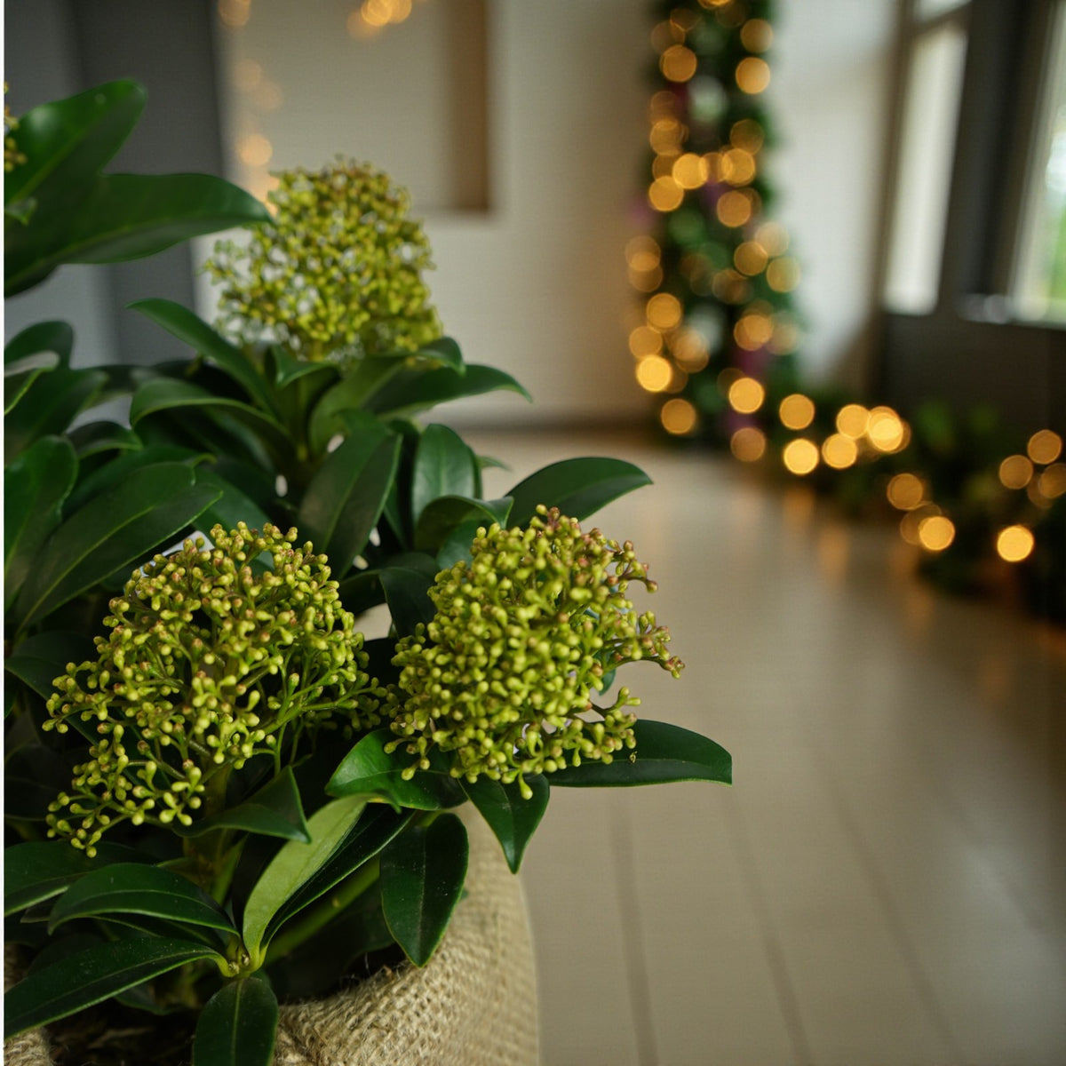 Skimmia Fragrant Cloud Plant Gift Wrapped  3