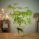 Schefflera Dwarf Umbrella Gift Wrapped  1