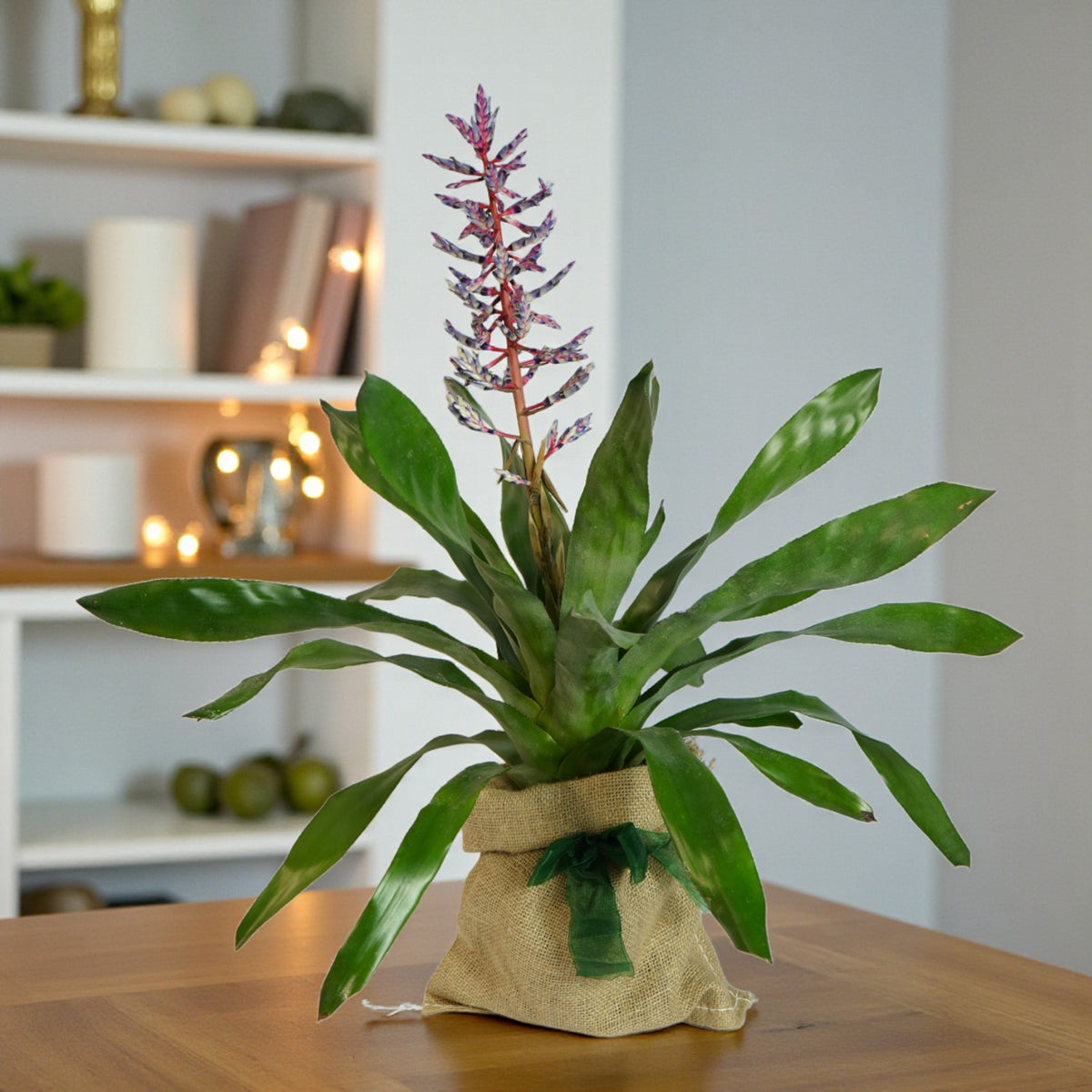 Aechmea Blue Rain Gift Wrapped  1