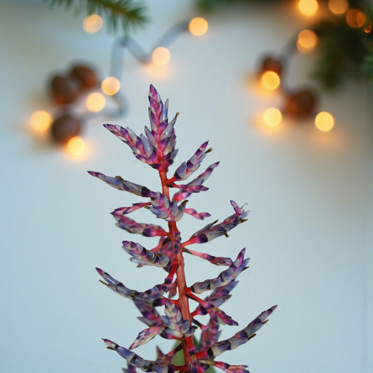 Aechmea Blue Rain Gift Wrapped  2