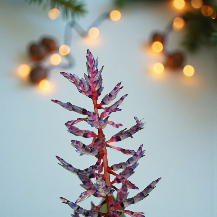 Aechmea Blue Rain Gift Wrapped  2