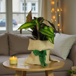 Calathea Majestic Gift Wrapped  1