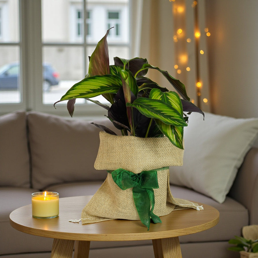 Calathea Majestic Gift Wrapped  1