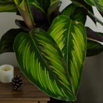 Calathea Majestic Gift Wrapped  2