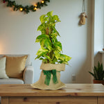 Pothos on Moss Pole Gift Wrapped  1