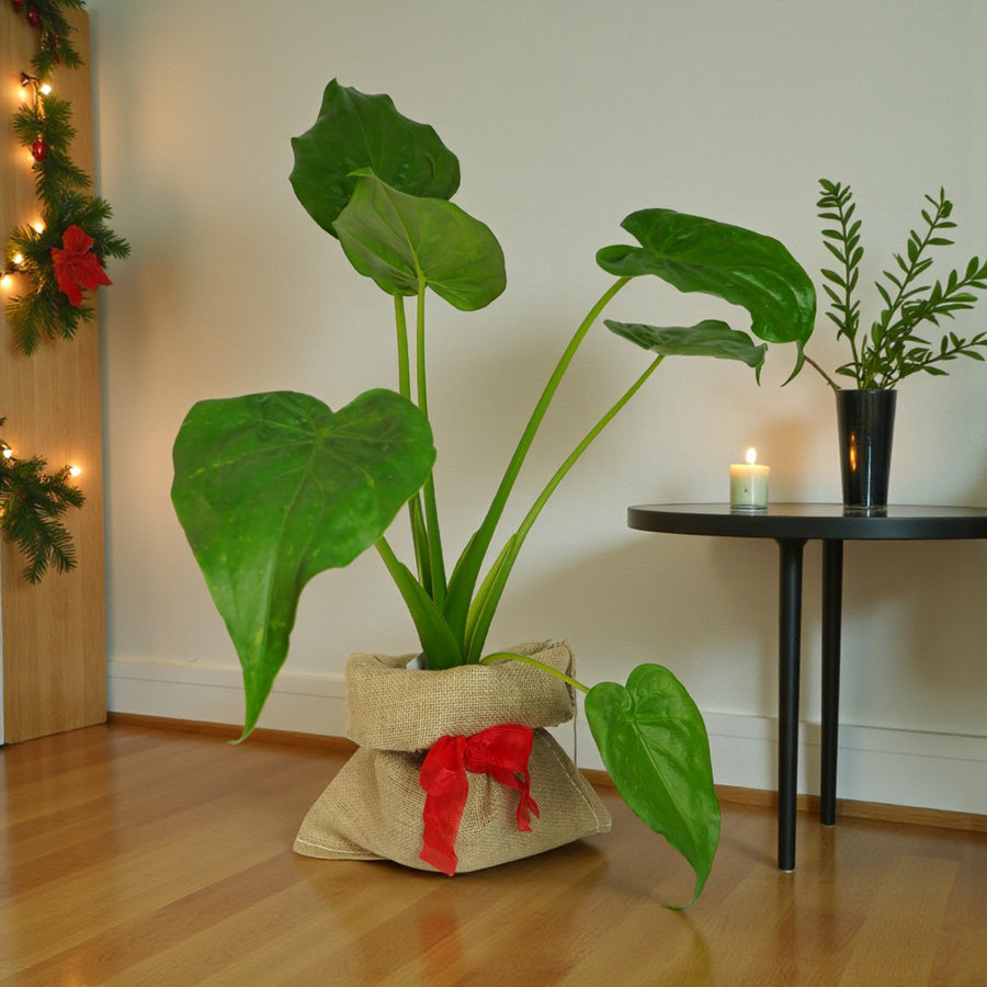 Elephant Ear Plant Gift Wrapped  1