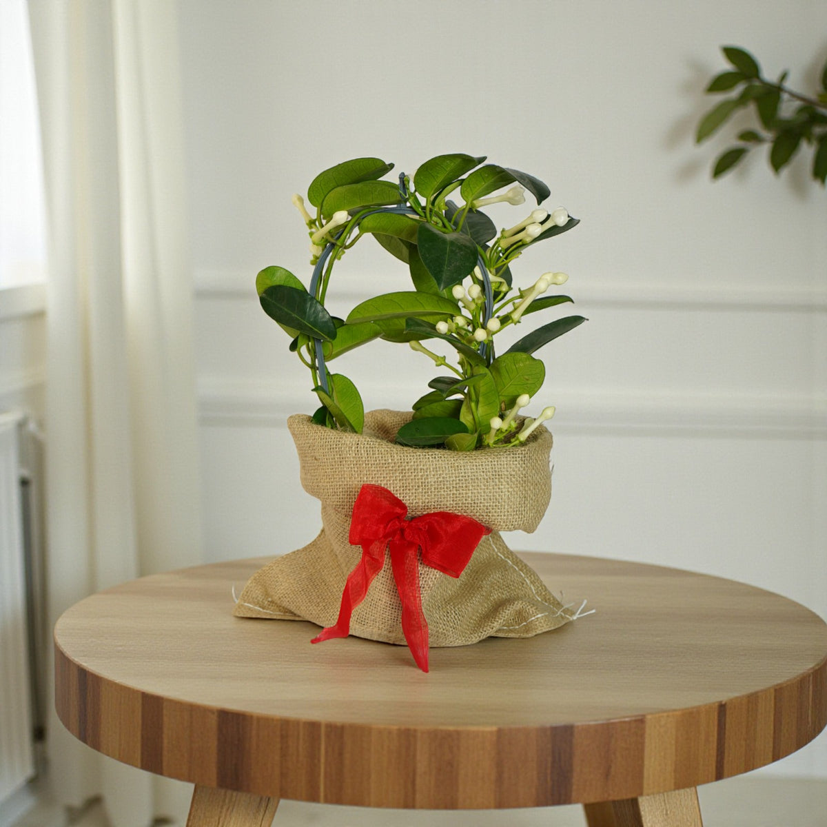 Stephanotis on Hoop Gift Wrapped  1