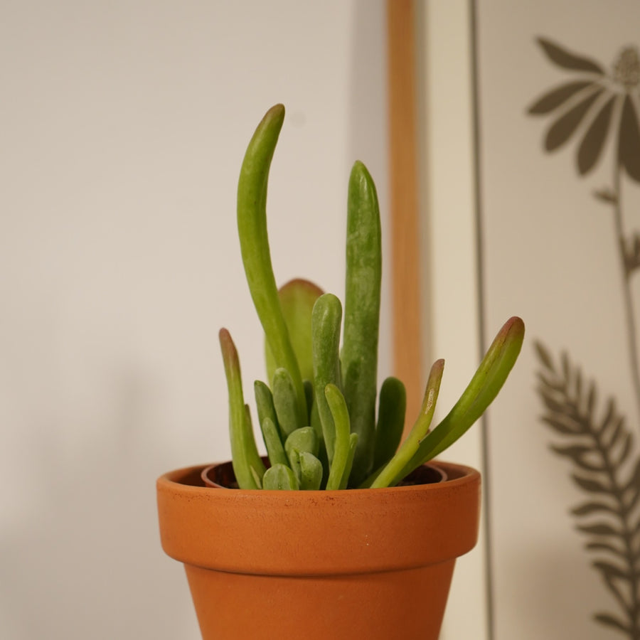 Kalanchoe Luciae Oricula  1